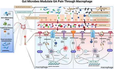 Gut-immunity-joint axis: a new therapeutic target for gouty arthritis